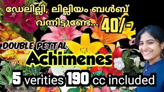 double petal acheminese plants#day lilly#lilliyum bulbs#plant hubs