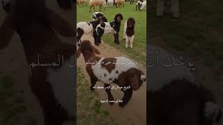 حديث عظيم يفر من الفتن | الشيخ عبدالرزاق البدر حفظه الله