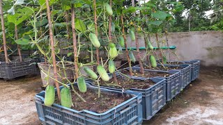 টবে বা ফলের ক্যারেটে শসা চাষ | how to grow cucumbers in container | ছাদবাগানে শসা চাষ । শসা চাষ ।