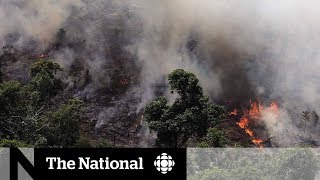 Amazon rainforest scorched by record number of wildfires