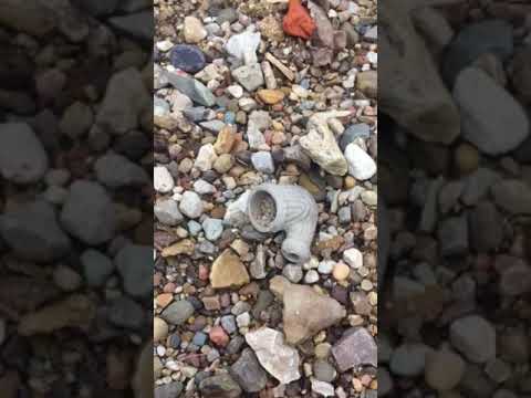 Trade pipe!!Hunting arrowheads in Illinois creeks and found my first French trade pipe! 2018 take 5 Trade pipe!!Hunting arrowheads in Illinois creeks and found my first French trade pipe! 2018 take 5