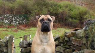 ISIS  The Bullmastiff -  \