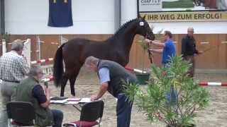 Sandro Boy-Crawford stallion * 2013