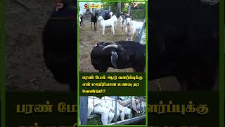 #Shortsvideo #Short #populartamil  பரண் மேல் ஆடு வளர்ப்புக்கு என் மாதிரியான உணவு தர வேண்டும்?