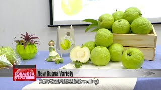 Fruit researchers unveil new ‘green jade guava’ that grows well in summer