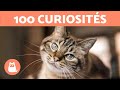 100 CURIOSITÉS sur les CHATS absolument INCROYABLES 🐱🐾