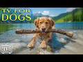 [LIVE] Dog TV: Best Videos to Entertain and Chill Dog Out with Calming Music for Dog & Anxiety