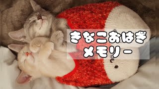 仲良し兄弟猫が1歳になるまで