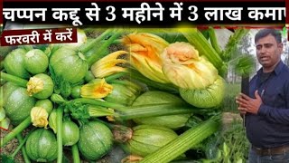 chappan kaddu ki kheti // चप्पन कद्दू  की खेती पूरी जानकारी  // how to cultivation pumpkin