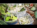 check out what's rooting in all my PROPAGATION BOXES and a perlite box set-up