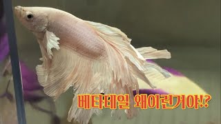 [물생활]베타피쉬 수질악화특집2탄 꼬리ㅇㅇ병?