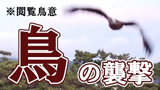 【閲覧鳥意】ドローンを鳥におとされました