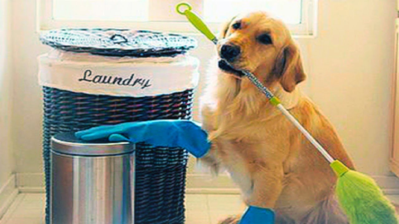 Smart Pets Cat Dog Cute Videos Funny Pets Compilation Youtube