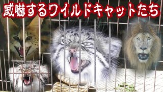 威嚇するワイルドキャットたち Threatening wild cats