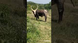 MOST BEAUTIFUL ANKORE COW'S 🐄 IN WESTERN UGANDA 🇺🇬 (RWAKITURA,MUGORE).