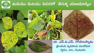 మినుము మరియు పెసరలో  తెగుళ్ళ యాజమాన్యం || డా. ఎస్.వి.ఎస్. గోపాలస్వామి, లాo, గుంటూరు.