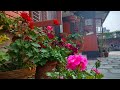 Hanging Geranium /Pot mix /new plant from cutting