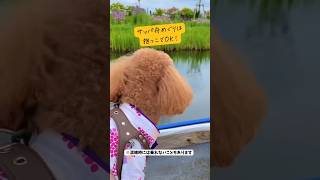 愛犬と舟に乗って水郷めぐり！水郷佐原あやめパークに行ってきました　#shorts