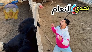 تحدي هات بيض🥚النعام من ارض الملعب | يوم كامل في المزرعه😱