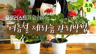 초록집 ㅣ플로리스트가 알려주는 여름철 제라늄 관리방법