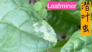 潜叶虫(Leafminer) | 潜叶虫的危害，生长周期及防治