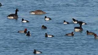 North American Ducks including Common Goldeneye, Redheads and Greater Scaup swim about and feed