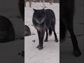 The Wolf Den2 #wildlife #boss #animals #ytshorts #amazing #nature