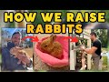 From Breeding to Harvesting: Raising Meat Rabbits | Urban Homestead