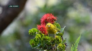 Vanishing Voices Film explores the protection of native birds