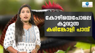 Karinkoli Snake | ഒരുകാലത്ത് കേരളത്തിലെ കാടുകളിൽ ഉണ്ടെന്ന് വിശ്വസിച്ചിരുന്ന പാമ്പാണ് കരിങ്കോളി