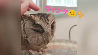 なでなで大好きふくろう🦉💕