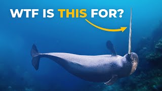 The Insane Biology of: The Narwhal