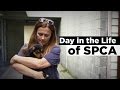 Day In The Life of SPCA