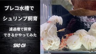 プレコ水槽でシュリンプ飼育できるかやってみた