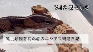 【爬虫類飼育初心者のニシアフ繁殖日記】Vol.3 男らしさ