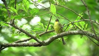 アオジblack faced bunting  囀りsong