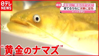 【“縁起がいい”】食堂に「黄金のナマズ」  育てるうちに変色し…