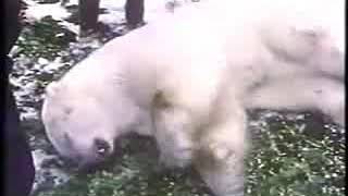 Trauma Release of Tranquilised Polar Bear