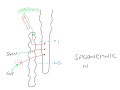 detailed overview of the sympathetic nervous system