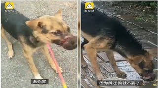 Owner bound dog’s mouth shut and tried to sell it to meat vendors
