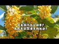 桂花落叶怎么回事？居然有涅槃重生的机会？/What's going on with the fallen leaves of the osmanthus flowers?