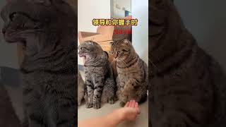 和领导握手。#戏精猫 #这猫成精了 #被迫营业的猫猫 #shorts