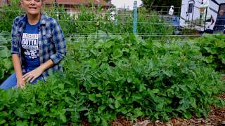 Extend your arugula harvest period with this trick!