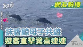 抹香鯨母子共遊 遊客直擊驚喜連連｜TVBS新聞@TVBSNEWS01