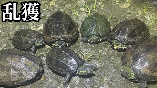 爬虫類探しのプロが教えるクサガメの捕まえ方【カメ採集】