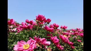 Korea's Yeongcheon Peony Flower Festival is full of peony flowers