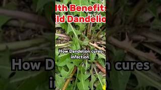 Health Benefits Of dandelion  #healthy #healthtips #fruit #shorts