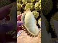 Unboxing Durian 101