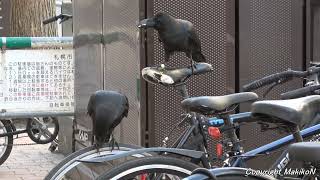 ハシブトガラス：自転車で遊ぶ11