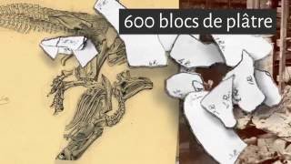 Notre Sélection Naturelle - Les Iguanodons de Bernissart